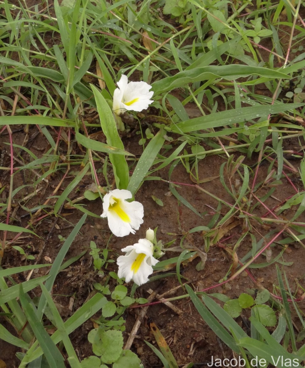 Curcuma oligantha Trimen